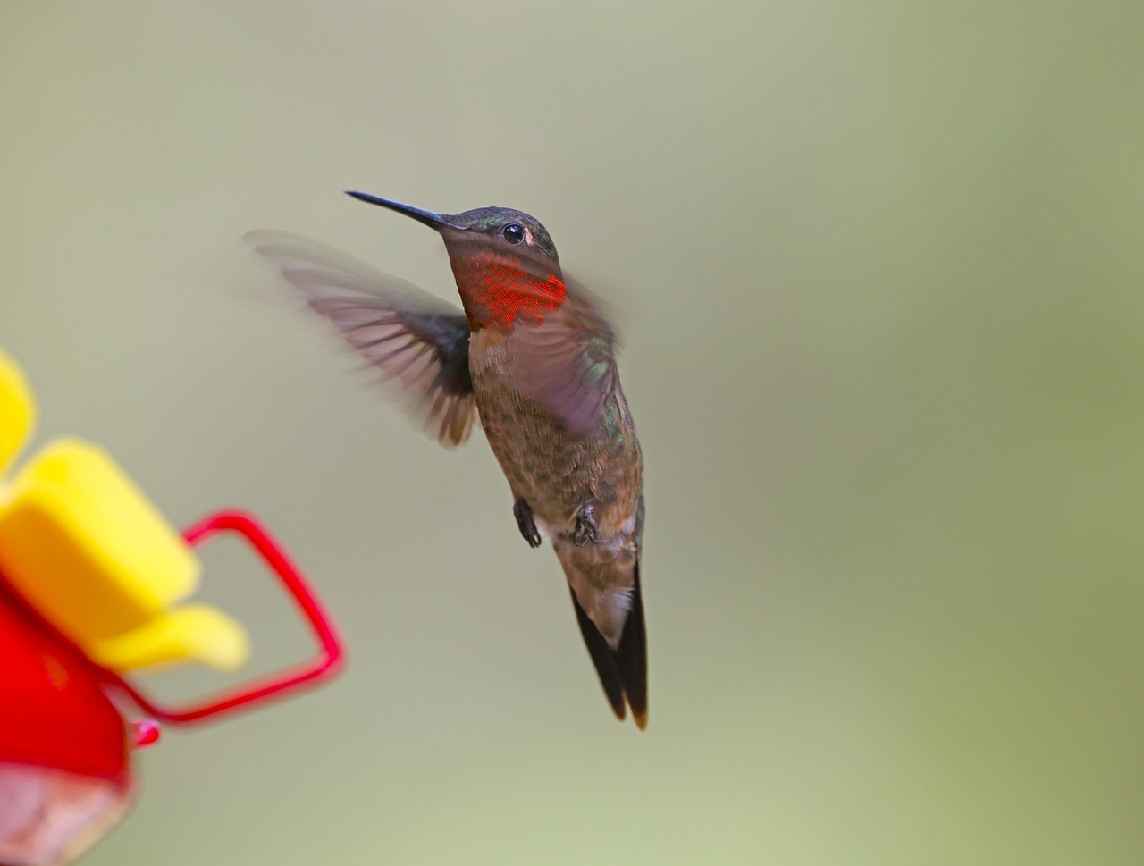 ruby-throated-hummingbird